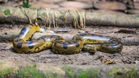 10000印刷√ Biggest Amazon River Anaconda Snake 195722 What Is The
