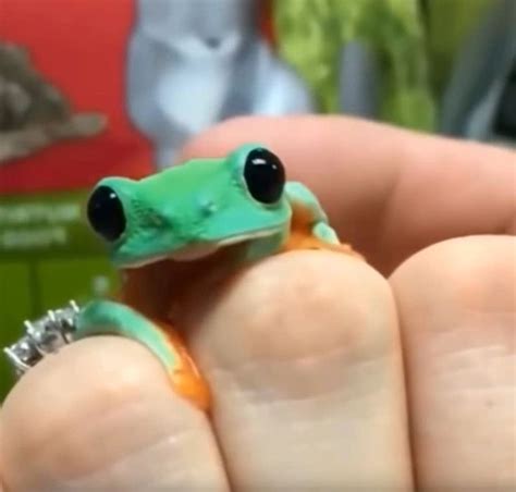 Adorable Eyesadorable Eyes In 2020 Cute Reptiles Pet Frogs Cute Frogs