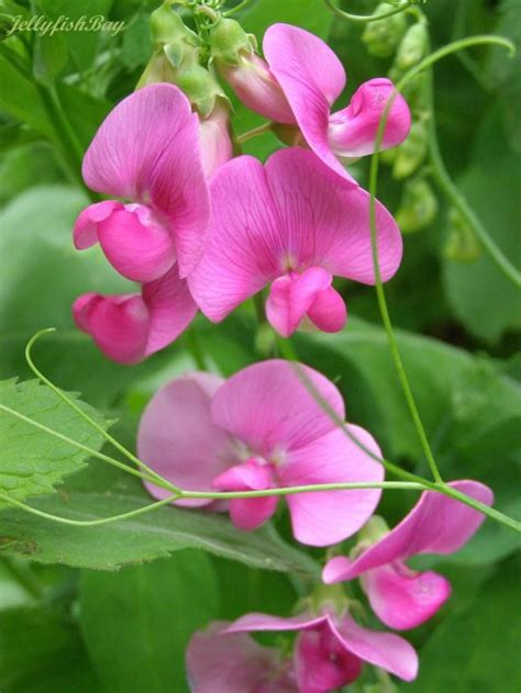 Wild Sweet Peas We Used To Gather Armloads Of These For Our Mom