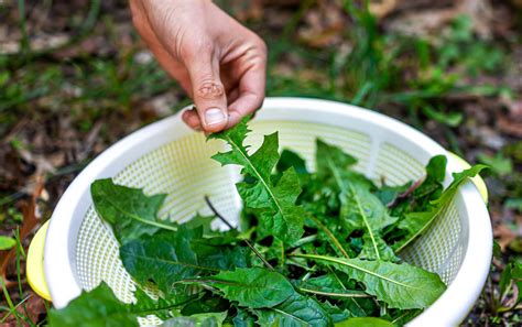 8 Edible Garden Weeds You Can Forage In The Wild Or Your Backyard