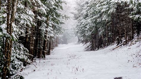 Download Wallpaper 1920x1080 Forest Snow Road Trees