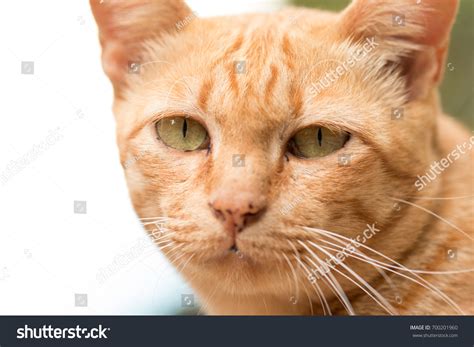 Close Cute Ginger Tabby Cat Focus Stock Photo 700201960 Shutterstock