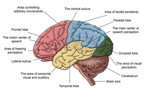2 Projection Zones Of The Left Hemisphere Of The Brain Download