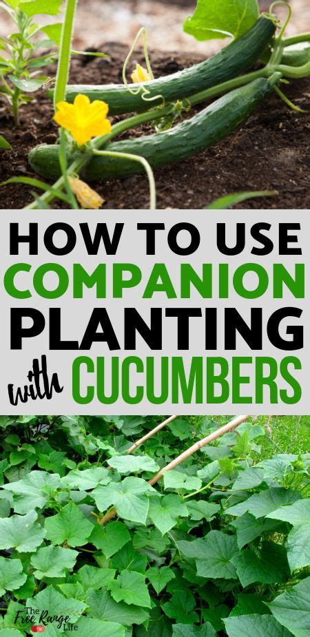 The Best Companion Plants For Cucumbers In The Backyard Garden