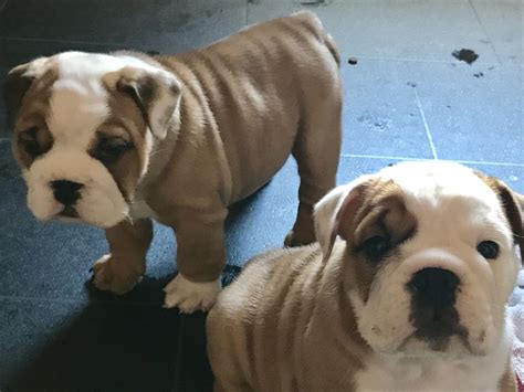 English Bulldog Puppies For Sale Orlando Fl 255760