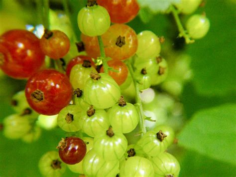 Wild Berries In Canada The Canadian Encyclopedia