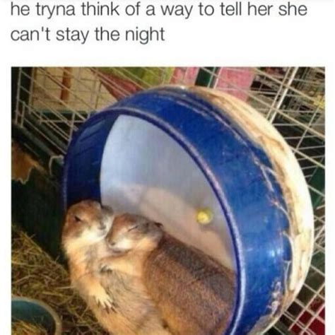 When You Said Hamster Wheel And Chill But Didnt Mean