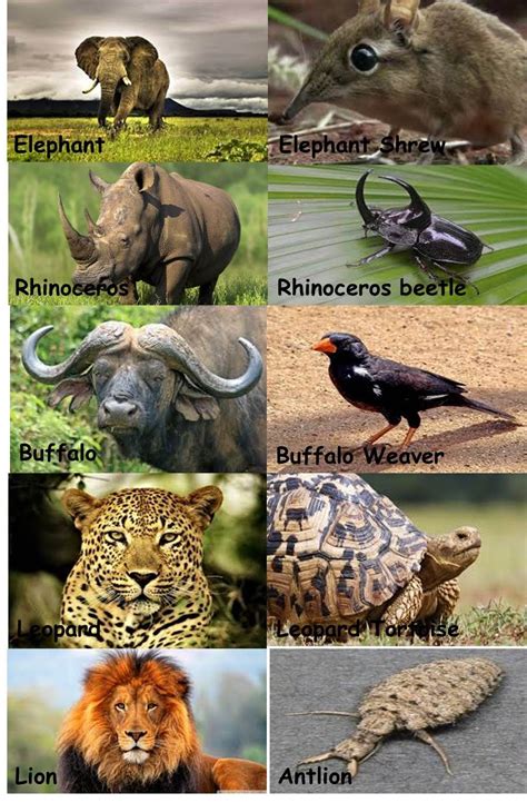 Big Five Animals Images