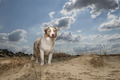 Australian Shepherd Seen From The Front In Sand Dunes On A Sunny Day