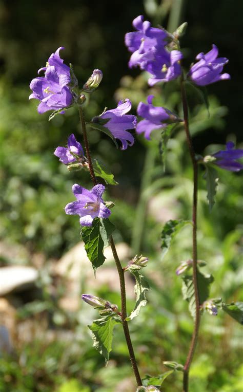 Glockenblumen Bellflowers Campanula A Photo On Flickriver