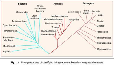 Bacterial Taxonomy Classification Nomenclature And Identification