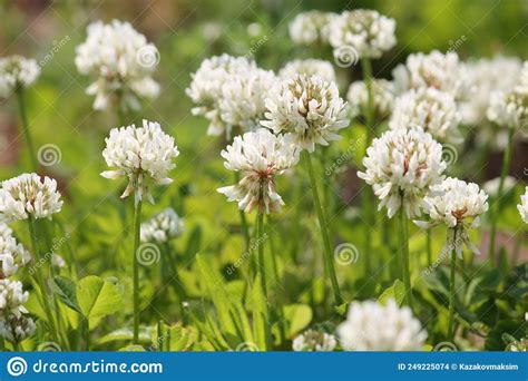 Flowers Of White Clover Trifolium Repens Plant In Green Meadow Stock