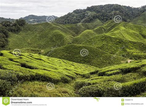 It is famous for its unique nature, such as the mossy forest. Tea Plantation, Cameron Highland, Malaysia Stock Image ...
