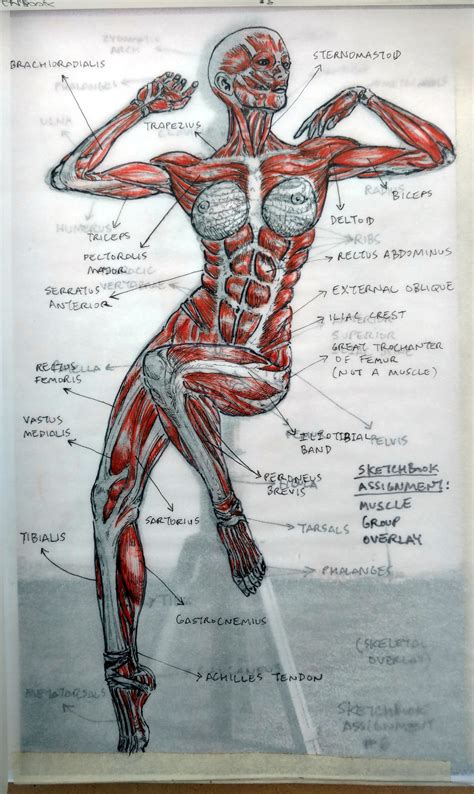 Muscle groups Figure Drawing Class at Citrus College Muscular System Écorché Study
