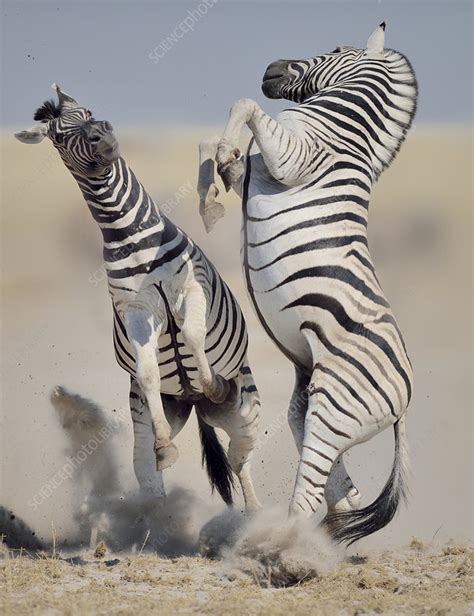 Two Burchells Zebra Stallions On Hind Legs Fighting Stock Image