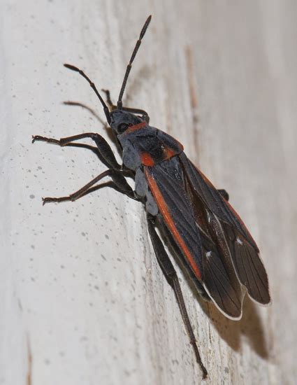 Seed Bug Melacoryphus Lateralis Bugguidenet