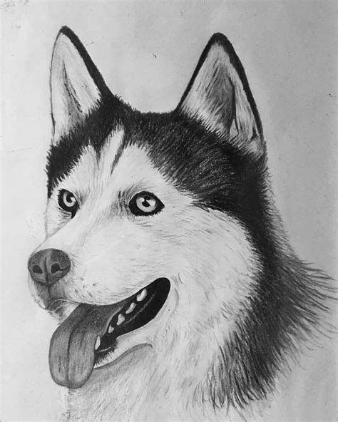 Drawing Of A Husky Dog With Pencil What Do You Think Rlearntodraw