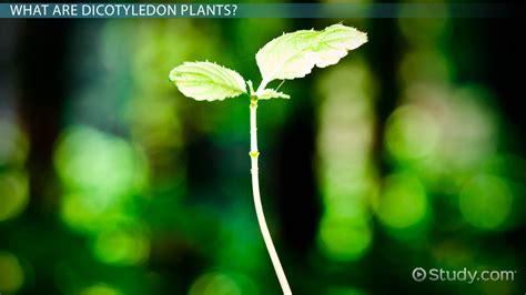 25 examples of dicot plants. Dicotyledon Plants: Examples & Definition - Video & Lesson ...