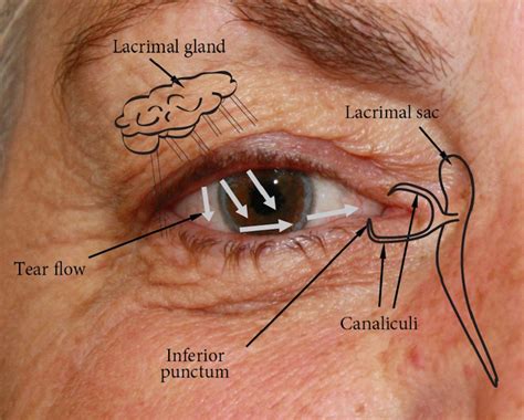 Human Eye Socket Anatomy Images And Photos Finder