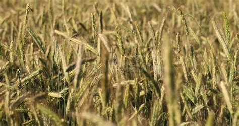A Cereal Field With Yellowing Wheat Plants Stock Footage Video Of