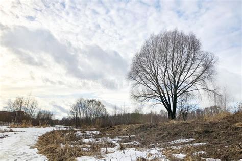 Tree On Hill Covered With Melting Snow And Dry Grass Under Cloudy Sky