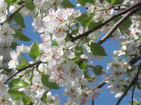Cu un martisor se face primavara! La Multi Ani de 8 Martie-Urari de Ziua Femeii - Zile de nastere, de nume & Aniversari - Forum ...