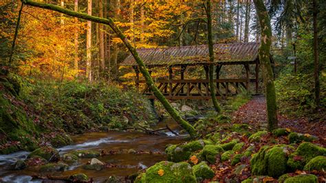 Fall Forest Baden Württemberg Bridge 4k 8k Hd Nature Wallpapers Hd