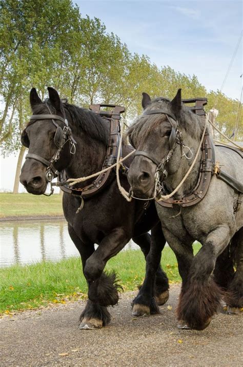 thoroughbreds images  pinterest beautiful horses pretty horses  donkey