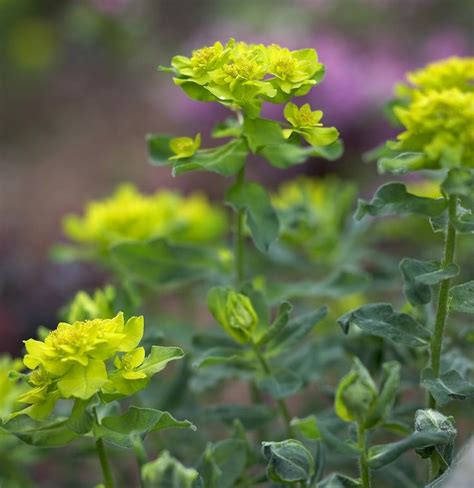 12 Tough Perennials That Grow In Dry Shade Most Even Bloom Shade