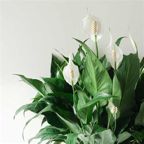 All aspects of plant care is discussed, including commonly asked questions and solutions. Plant Care Guide | How to care for a Peace Lily | Indoor ...
