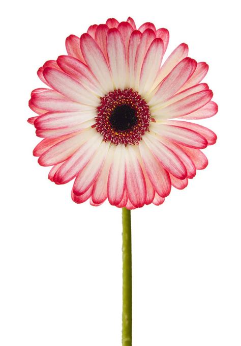 Gerbera Pink Ideias De Tatuagens Margaridas Flores Simples