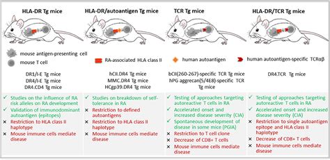Frontiers Humanized Mouse Models Of Rheumatoid Arthritis For Studies