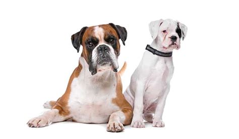 250 Boxer Dog Names The Ultimate List My Dogs Name