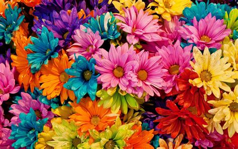 Download Colorful Colors Flower Nature Daisy Hd Wallpaper