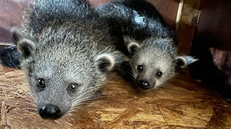 Rare Twin Bearcats That Smell Like Popcorn Born At Cotswold Wildlife