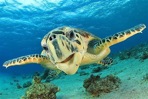 5 Endangered Ocean Animals