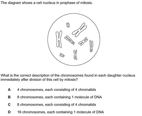 Chromosome Behaviour In Mitosis Cie A Level Biology Multiple Choice