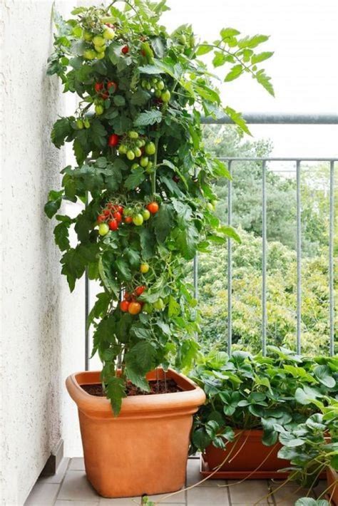 Growing Vegetables On The Balcony Or Terrace My Desired Home