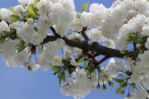 Free Images Tree Nature Branch Sky White Flower Bloom Food