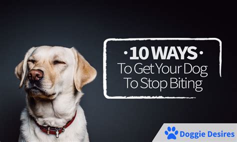Puppies often mouth on people's hands when stroked, patted and scratched (unless they're sleepy or distracted). 10 Ways To Get Your Dog To Stop Biting - Doggie Desires