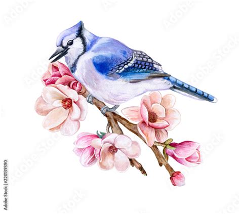 Bird Blue Jay Sitting On A Flowering Spring Branch Isolated On White