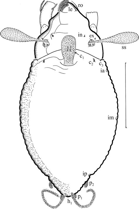 Licnobelba Latiflabellata Tritonymph Dorsal Aspect Scale Bar 100 µm