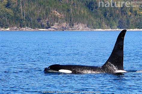 Stock Photo Of Killer Whale Orcinus Orca At Surfacejohnstone Strait