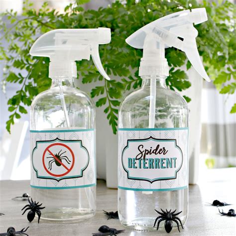 3 Ingredient Homemade Spider Deterrent And Killer