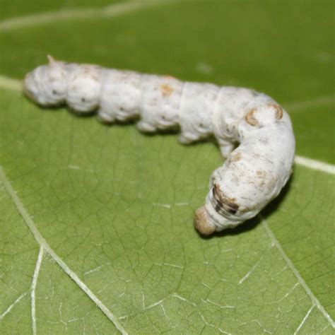 Live Silkworms Bombyx Mori Normal White Silkworm Larvae By Coastal