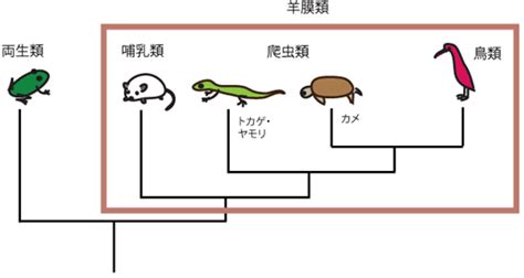 共同発表：爬虫類の脳はスローペースで作られる—哺乳類の脳巨大化の進化起源に迫る—