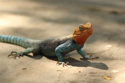 45 Different Types Of Lizards In Texas With Pictures