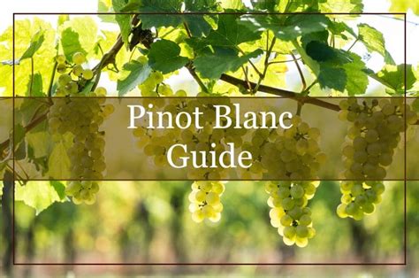 Pinot Gris Wine 101 Everything You Need To Know Welcome To Winepros