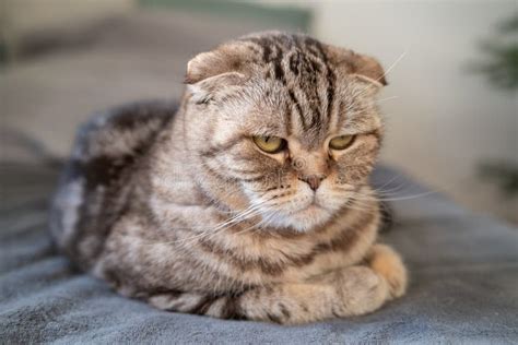 Upset Cat Scottish Fold Was Offended She Is Sitting On The Floor With