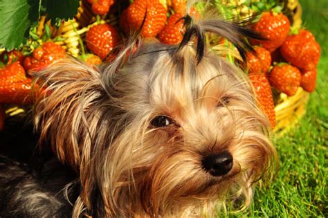 They've been known to enjoy the occasional berry, like strawberries or raspberries. Can Dogs Eat Raspberries And Blueberries - Raspberry